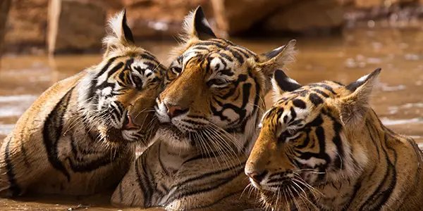 Wildlife at Jim Corbett National Park