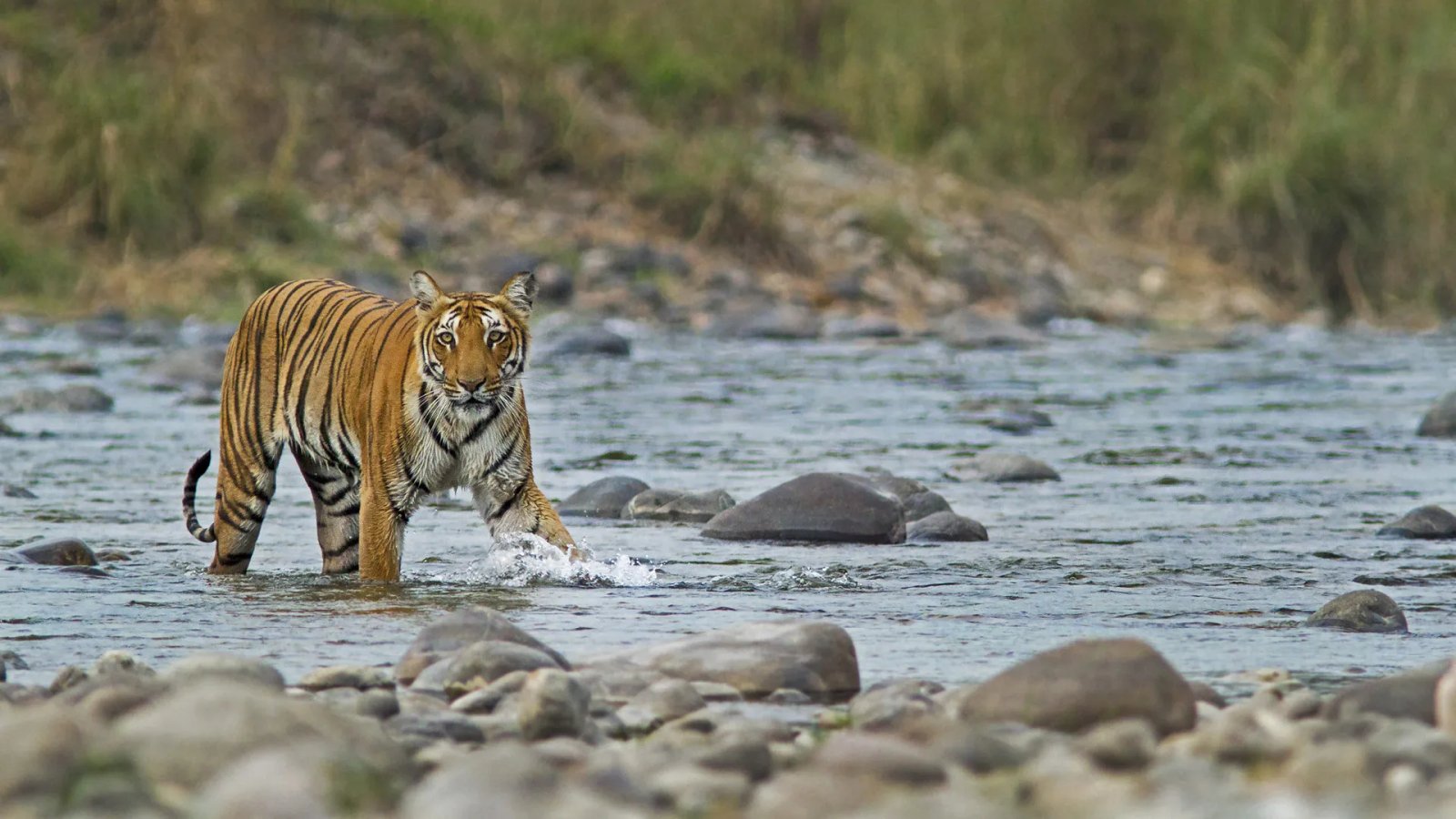 About Jim Corbett