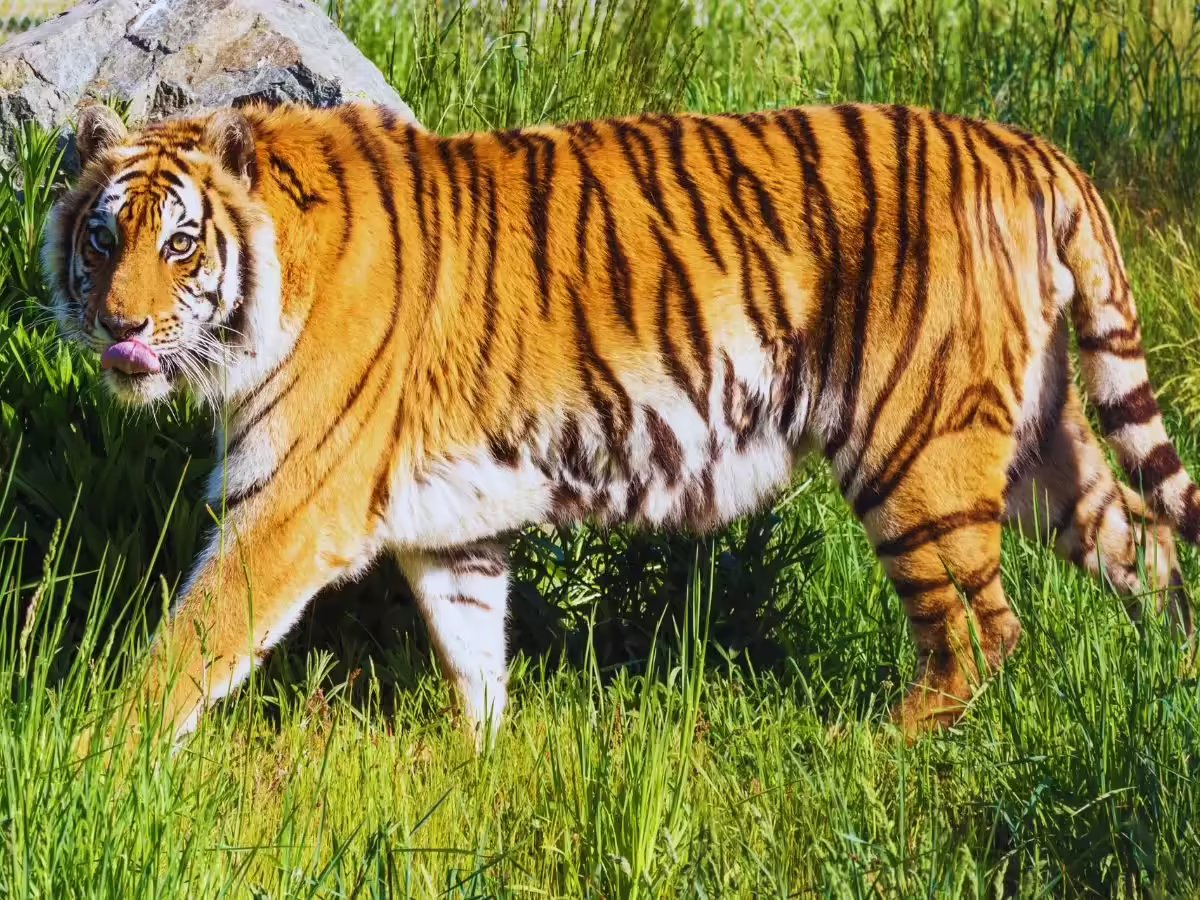 Himalyan Heritage Tours