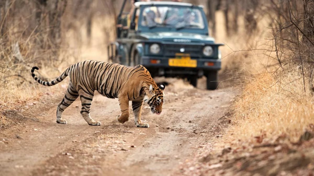 Jim Corbett Safari Booking