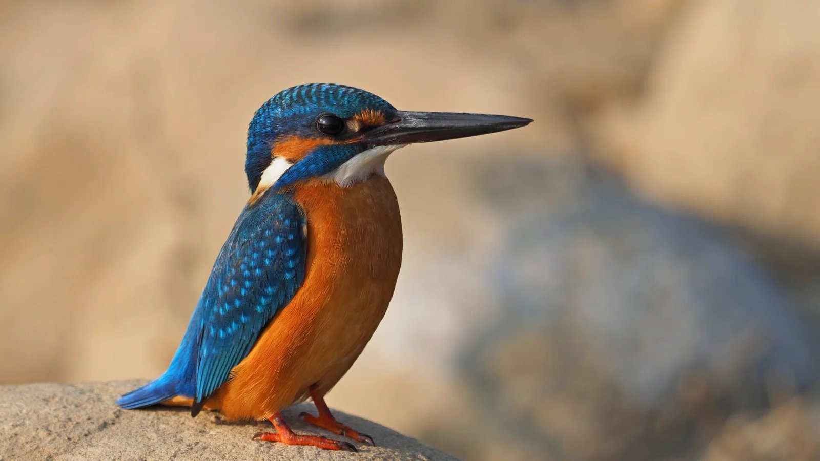 Jim Corbett National Park Wildlife