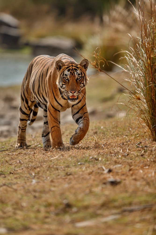 Corbett Wildlife