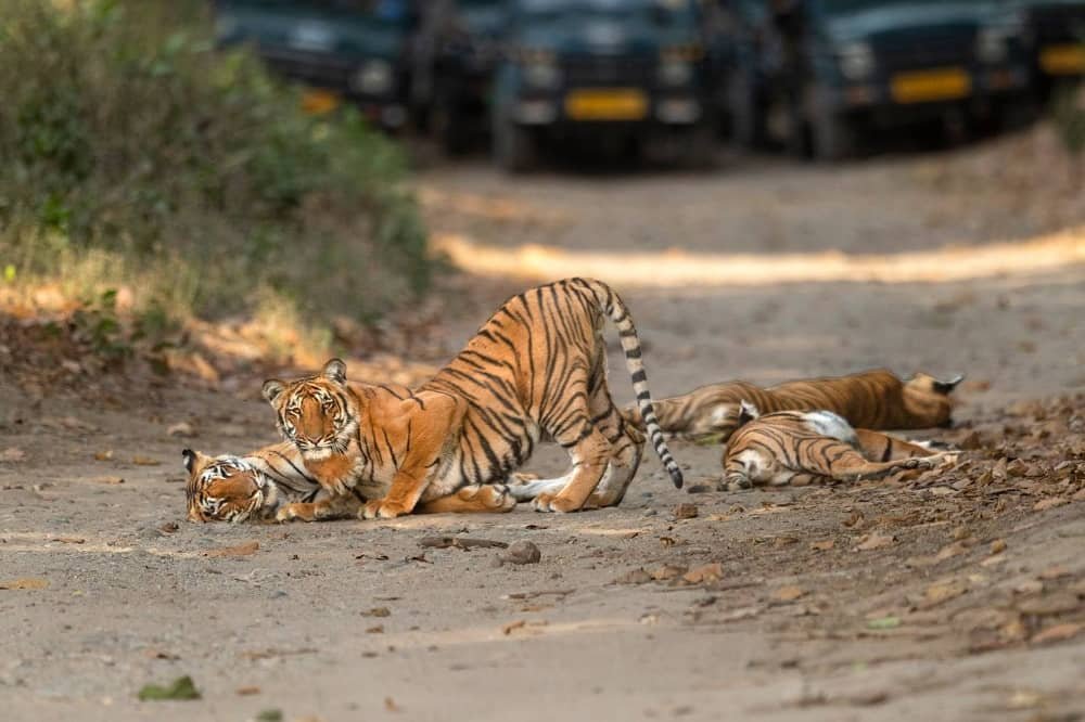 Bijrani Zone in Jim Corbett National Park
