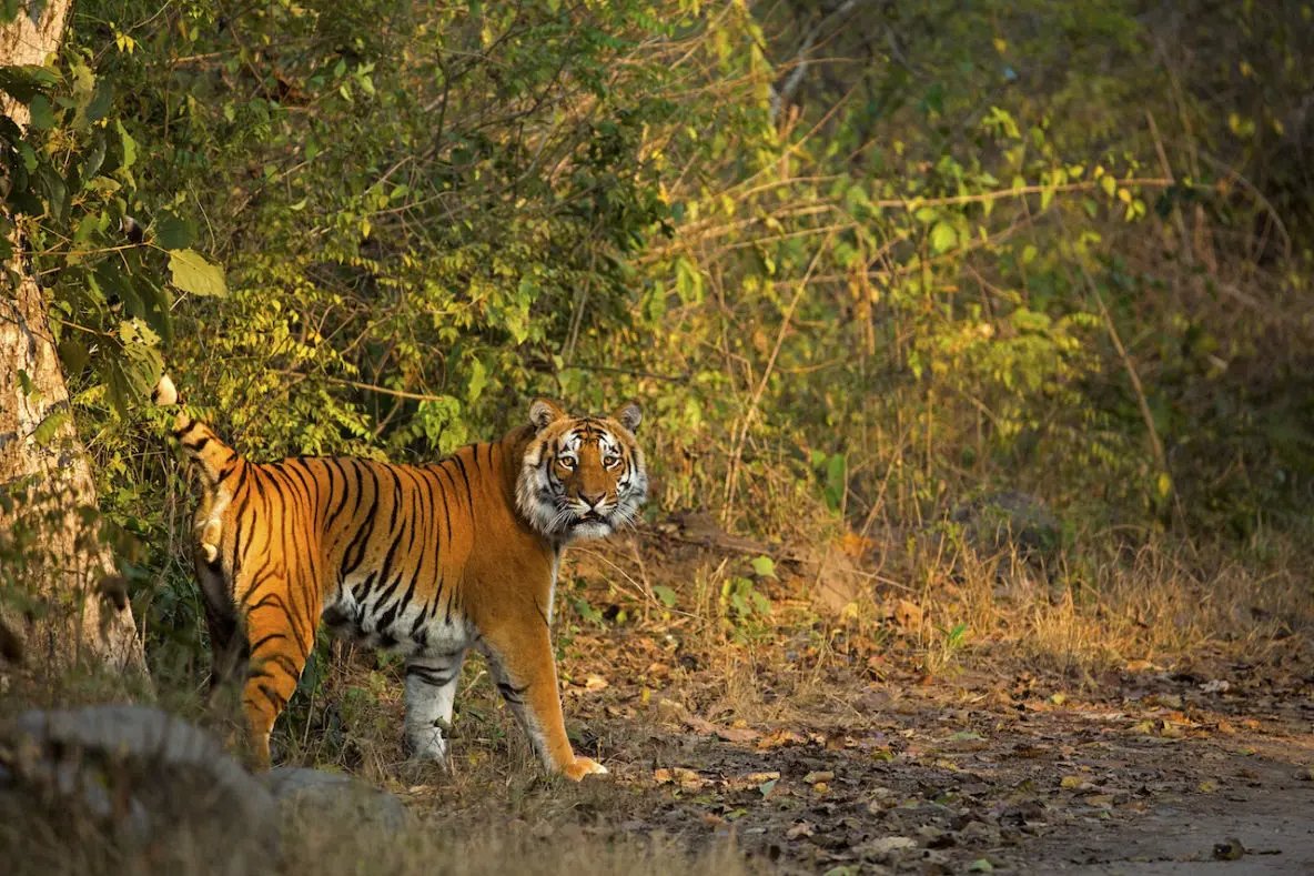 Garjiya Zone in Jim Corbett National Park