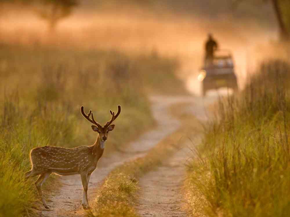 Jhirna Zone in Jim Corbett National Park