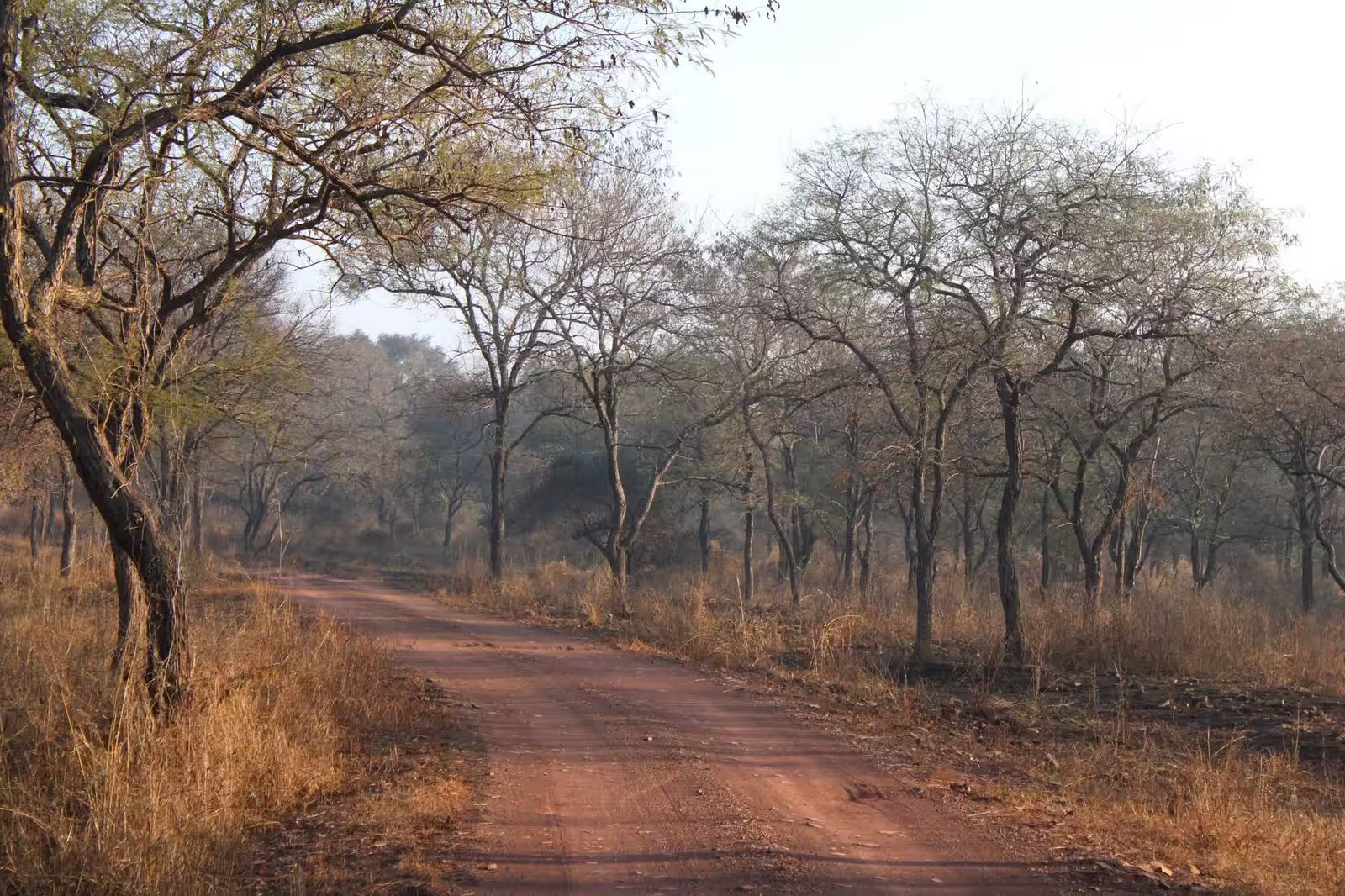 Phalain Zone in Jim Corbett National Park