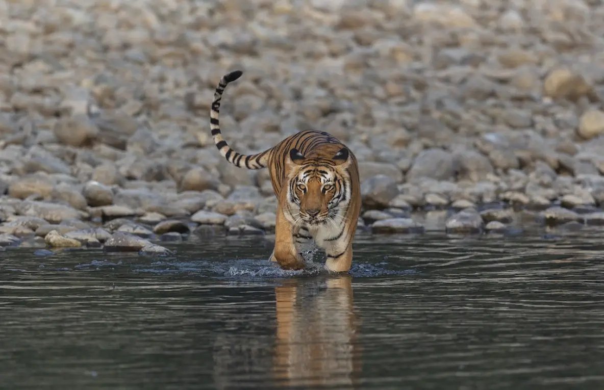 Sonanadi Zone in Jim Corbett National Park
